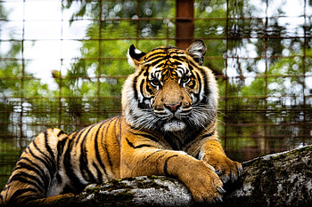 Animals, Muzzle, Predator, Big Cat, Sight, Opinion, Tiger HD wallpaper