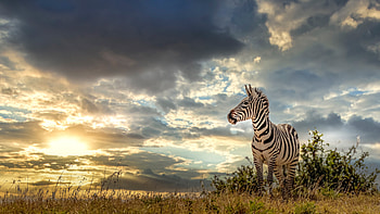 Maasai Mara National Reserve, Zebras HD wallpaper