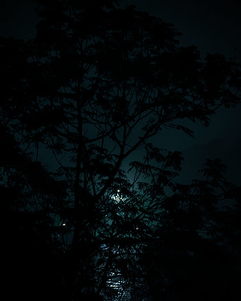 Moody night, sky, amoled, world, tree HD phone wallpaper
