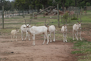 Addax antelope, Altina wildlife park, Animal, Addax HD wallpaper