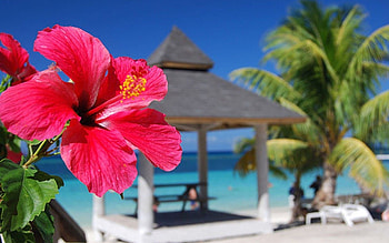 Ultra hibiscus , , background, Red hibiscus HD wallpaper