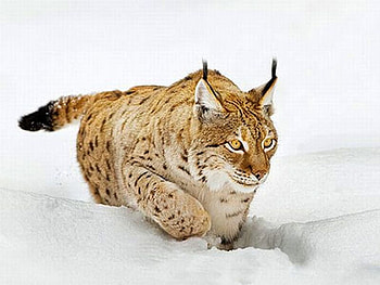 Snow Cat, cat, beautiful, , snow HD wallpaper