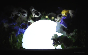 Night Flowers, night, blue, pansy, white, garden, colour, dark, light, flower, green, ball, yellow, flowers, pot HD wallpaper