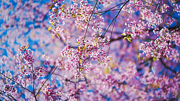 Blossom , Vibrant colors, Nature's art, Stunning background HD wallpaper