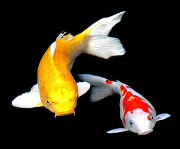 koi, colors, fish, 3d HD wallpaper