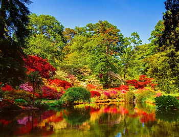 Autumn colors, serenity, nice, quiet, shore, reflection, trees, autumn, water, calm, pond, fall, bushes, beautiful, lake, park, mirrored, pretty, nature, sky, clear, lovely, forest HD wallpaper
