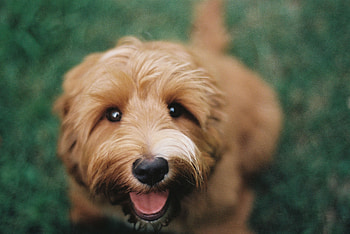 Animals, Dog, Brown, Pet, Shaggy, Dutch Smoushond, Dutch Smaushond HD wallpaper