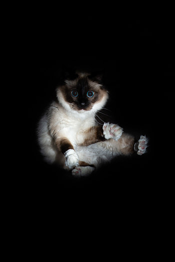 Funny, Animals, Cat, Pet, Sight, Opinion, Siamese HD phone wallpaper