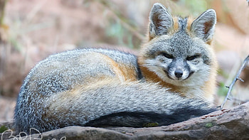 Gray Fox, Wild animal, Nature's camouflage, Mysterious creature HD wallpaper