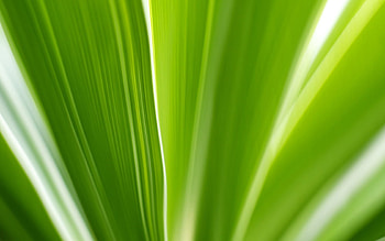 Leaves, Macro, Lines HD wallpaper