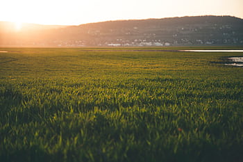 A beautiful sunrise casts warm light over a tranquil green field in the countryside. HD wallpaper