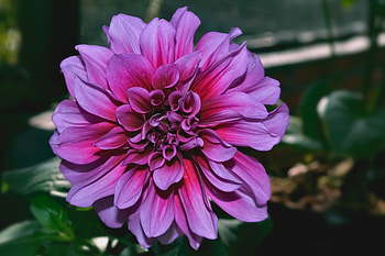 Flowers, Violet, Flower, Close-Up, Purple, Dahlia HD wallpaper
