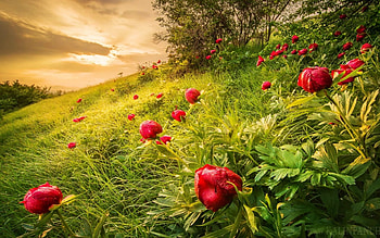 Red flowers in the field, field, red, nature, grass, flowers, sunset, beauty HD wallpaper