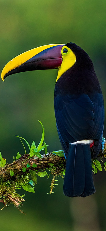 The Choco, Toucans HD phone wallpaper