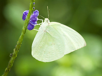 White Butterfly, white, butterfly, purple flower HD wallpaper