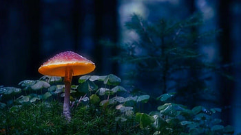 silent, fields, nature, forrest, mushrooms HD wallpaper