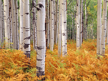 Nature, Trees, Autumn, Leaves HD wallpaper