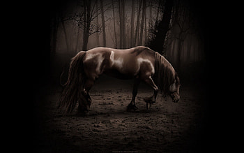 Dark, Forest, Beautiful, Shadow, Stroll, Horse HD wallpaper