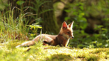 Sunny Afternoon, sunshine, grass, nature, fox, trees HD wallpaper