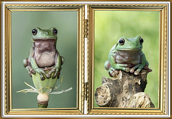 FROG COLLAGE, FROG, NATURE, COLLAGE HD wallpaper