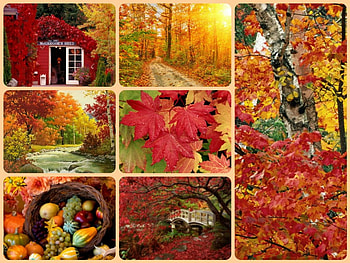 Autumn Scenes, leaves, Fall, trees, nature, harvest, Autumn, seasons HD wallpaper