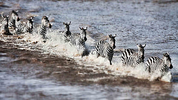 Zebra migration, Okavango Delta, Victoria Falls, Natural World Safaris HD wallpaper