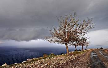 Landscape, Nature, Sea, Wood, Road, Tree HD wallpaper