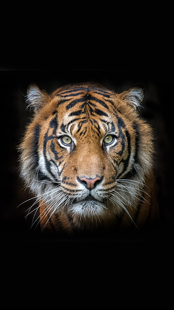 Tiger, Jungle Animal HD phone wallpaper