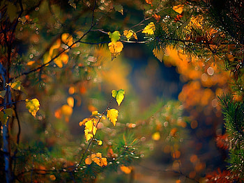 Plants, Leaves HD wallpaper