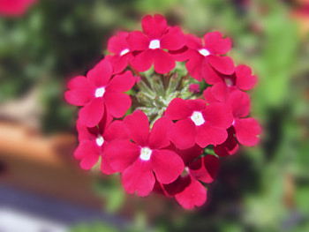 Flowers, pink, nature, bloom HD wallpaper