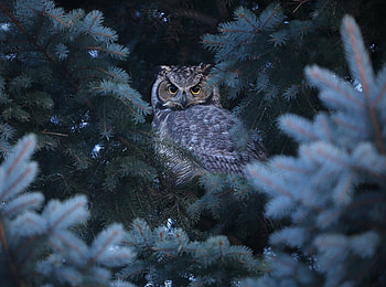 Owl, stare, bird HD wallpaper