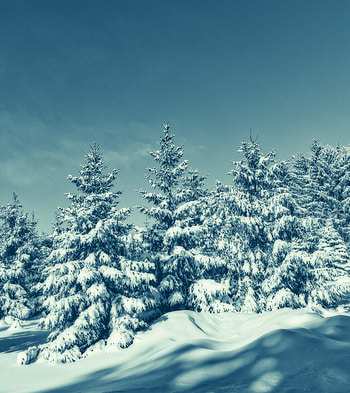 Winter, trees, blue, sunny day HD phone wallpaper