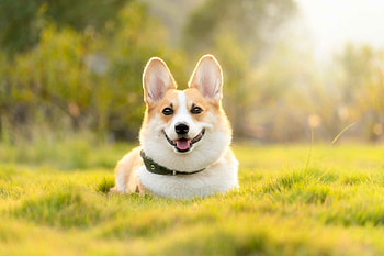 Corgi facts, Uncommon canine knowledge HD wallpaper