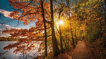 Fall Colors At The Lake, autumn, trees, leaves, path, colors HD wallpaper