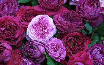 Plants, Flowers, Roses, Violet HD wallpaper