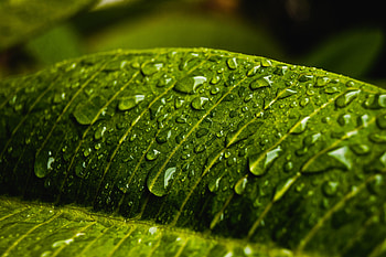Water, Drops, Macro, Wet, Sheet, Leaf HD wallpaper
