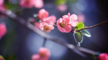 Flowers, Pink, Plant, Macro, Bloom, Flowering, Branch, Ring, Spring HD wallpaper