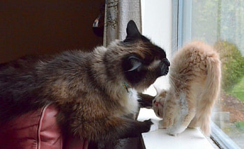 Funny mother cat and her kittens, funny, mother cat, innocent, kittens HD wallpaper