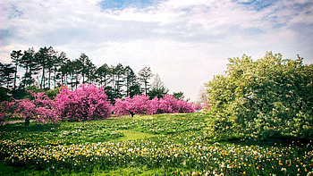 The lovely Daffodil Hill in full bloom at the New York Botanical Garden, blossoms, clouds, blooming, trees, landscape, sky, spring, usa HD wallpaper