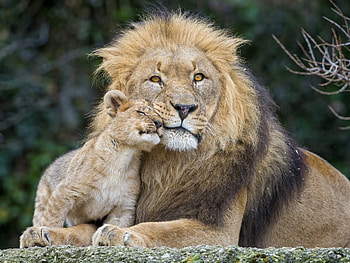 Lion, Baby Animal HD wallpaper