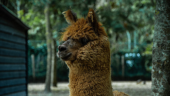 Huacaya, Alpacas HD wallpaper