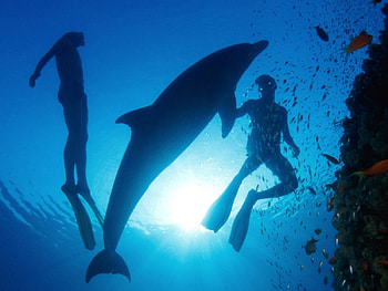 Dolphin And Driver, and, drivers, animals, driver, dolphins, fish HD wallpaper