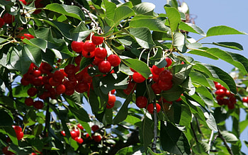 cherries, leaves, berries, sky, tree HD wallpaper