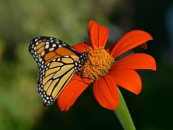 Monarch, butterfly, insect, flower HD wallpaper