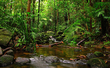 Dense rainforests, Ephemeral mist, Biodiversity, Ancient ecosystems HD wallpaper