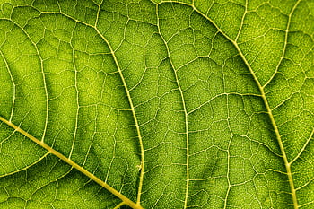 Close-up of vibrant green leaf showcasing intricate veins and texture, symbolizing nature's growth and freshness. HD wallpaper
