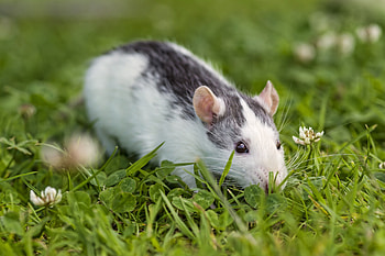 Rat on grass, Clover field, Rat in nature, Rat habitat HD wallpaper