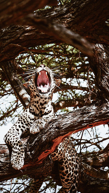 Animals, Leopard, Predator, Big Cat, To Fall, Mouth HD phone wallpaper