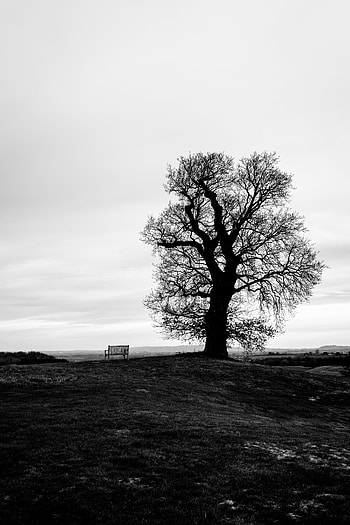 Nature, Horizon, Wood, Tree, Bw, Chb, Bench HD phone wallpaper