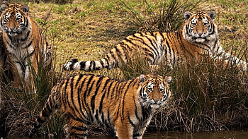 Animals, Grass, Tigers, Predators, Stroll, Three HD wallpaper